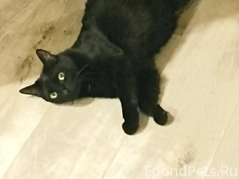 Пропал домашний кот, неизвестен район