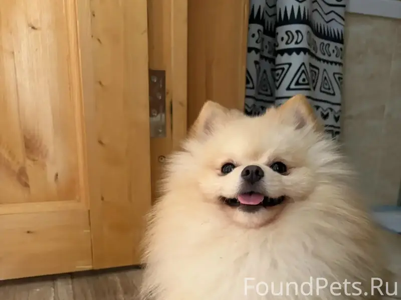 Пропала собака, 