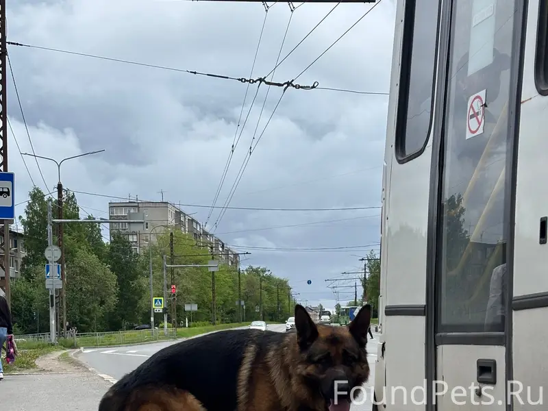 Найденна собака, Кукковка, Петрозаводск