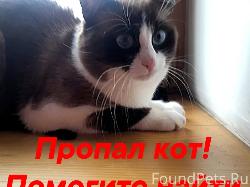 Пропал кот, сноу шу, район жд вокзала