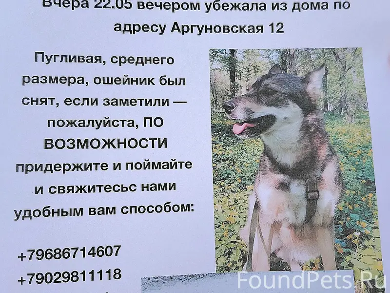 Пропала собака, Останкинский район