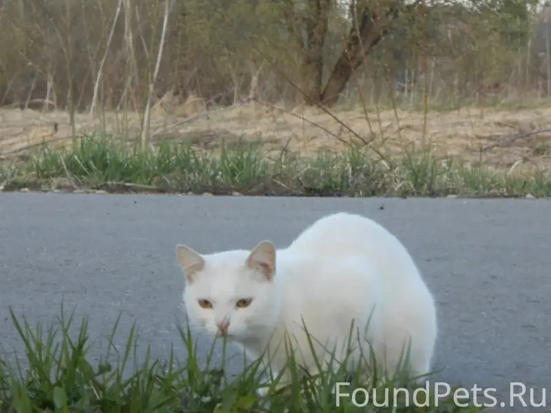 Пропал котёнок белый, ищите по приметам
