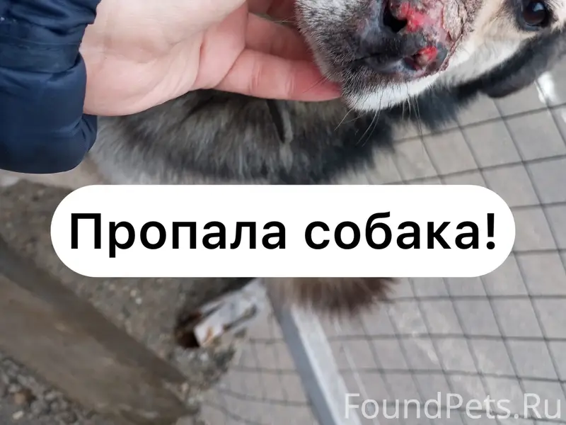 Пропал пёс, Промышленный район Ставрополя
