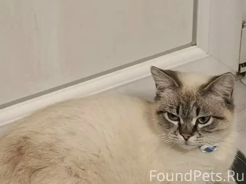 Пропал кот Шерик