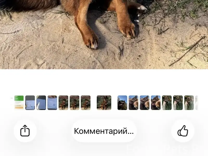 Пропал Джек, собака, без точного места пропажи