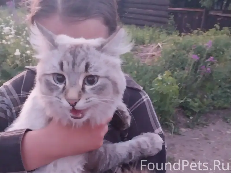 Найден кот 