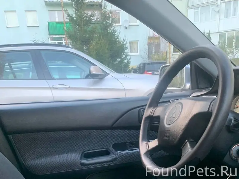 Пропал пёс Микки, пугливый, со шрамом на голове