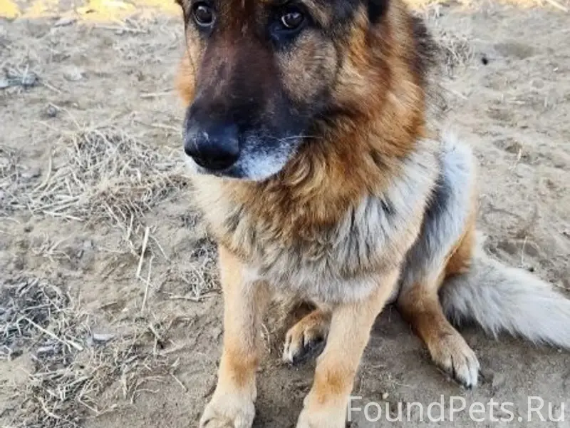 Пропала собака