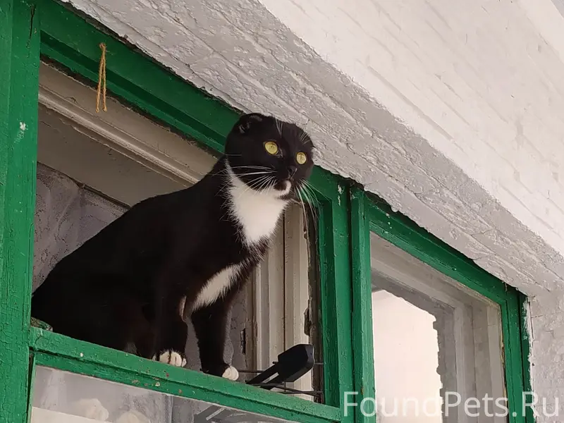 Пропала кошка, район ул. Штеймана