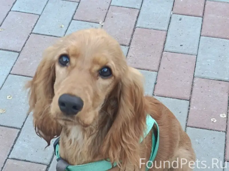 🐾 ПРОПАЛА СОБАКА — ЧЛЕН СЕМЬИ! 🐾