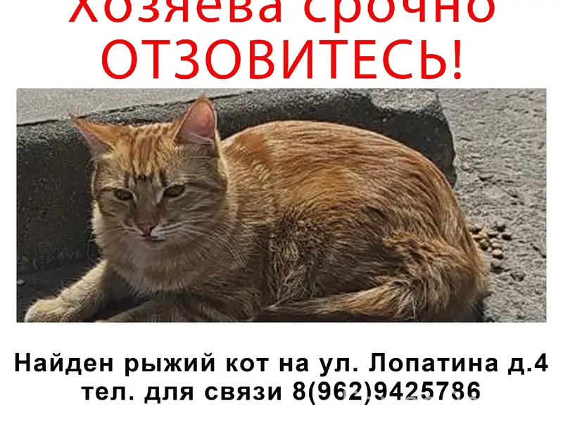 Найден рыжий кот, ул. Лопатина