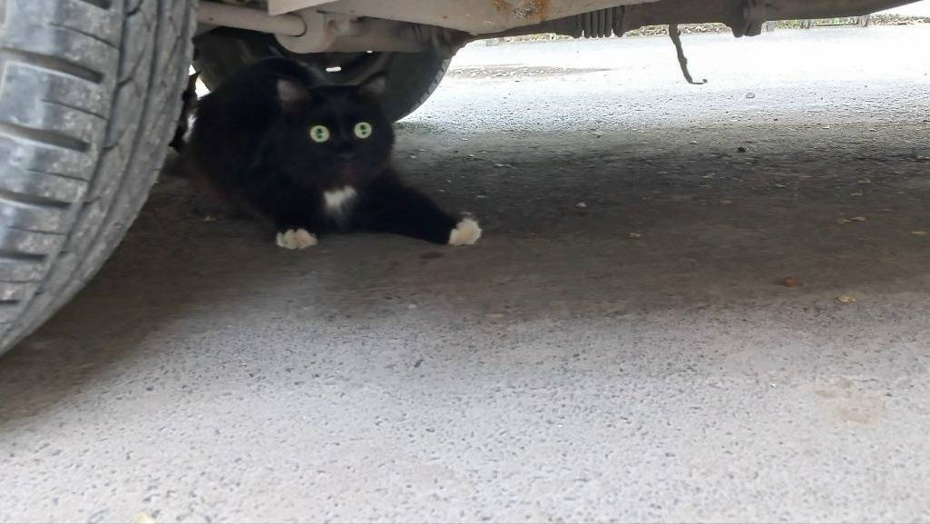 Найдена кошка с котёнком, Профсоюзная