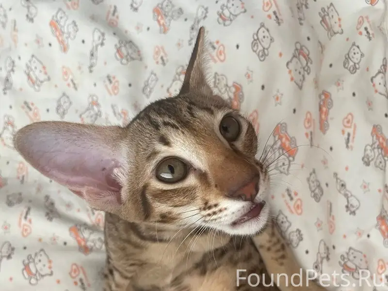 Пропала кошка Моня, г. Чайковский