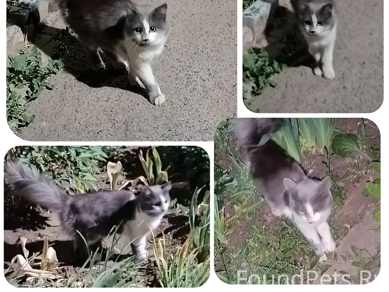 Найден кот, Заречный 13А