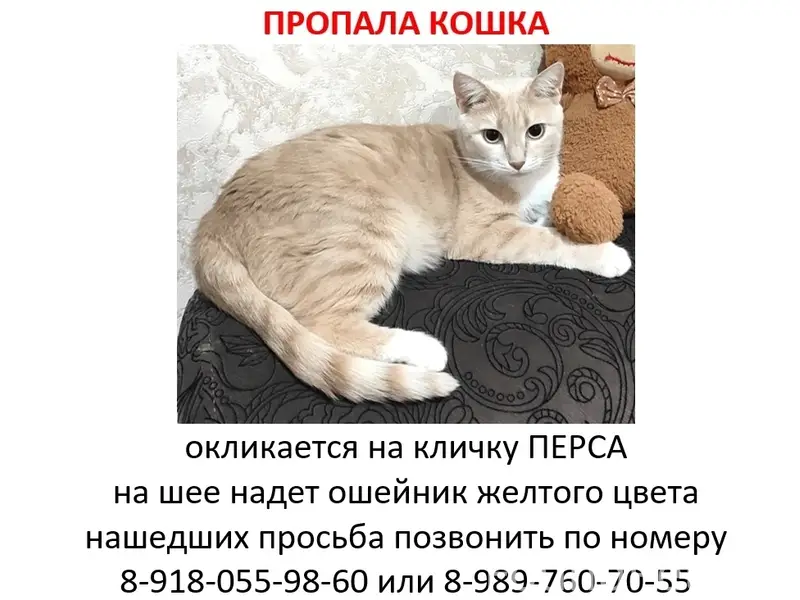 Пропала кошка, 3 отделение, ул. Лермонтова