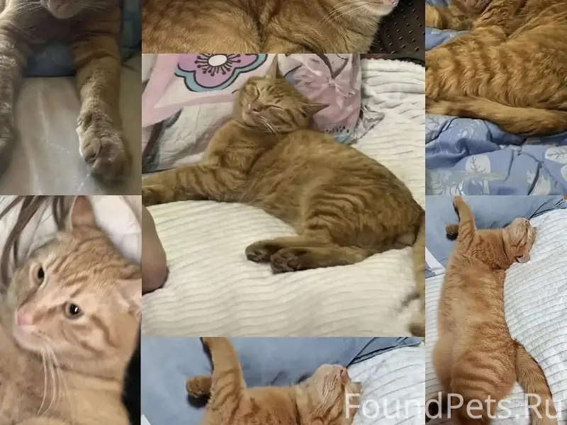 Пропал кот, район Твардовского