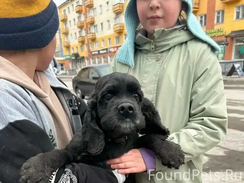 Пропала собака, нет данных о породе и месте пропажи