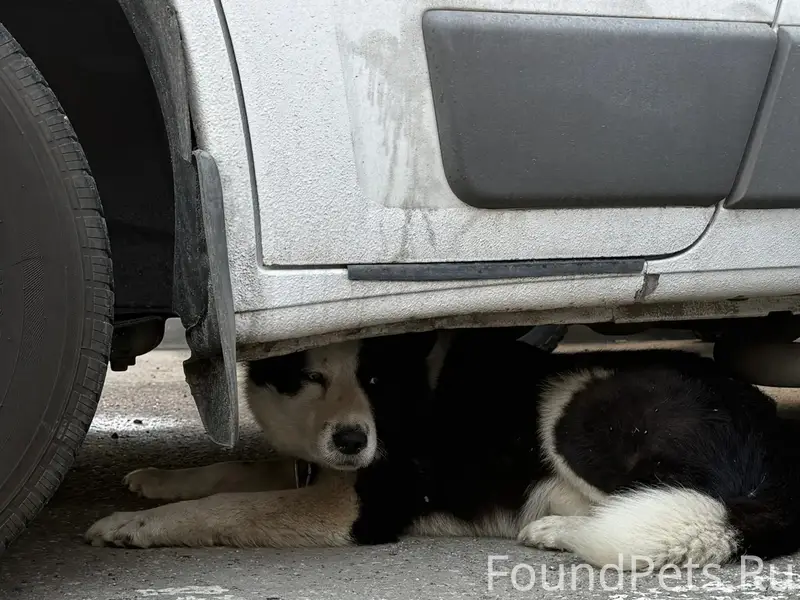 Пропал пёс Джек