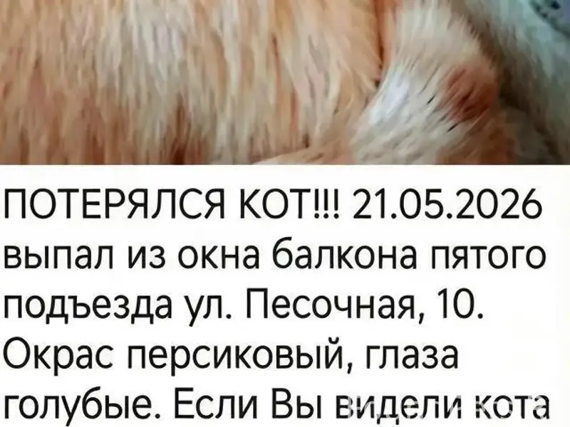 Пропал кот, район металлург