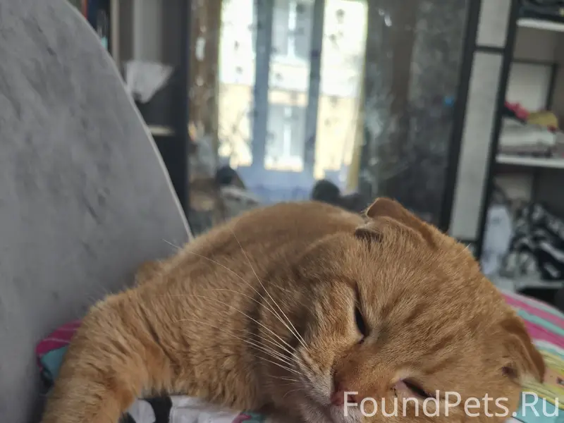 Пропал вислоухий кот Лео