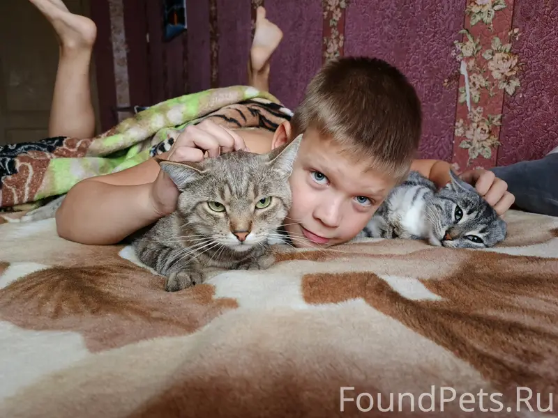 Пропала белая кошка, микрорайон возле дома 3