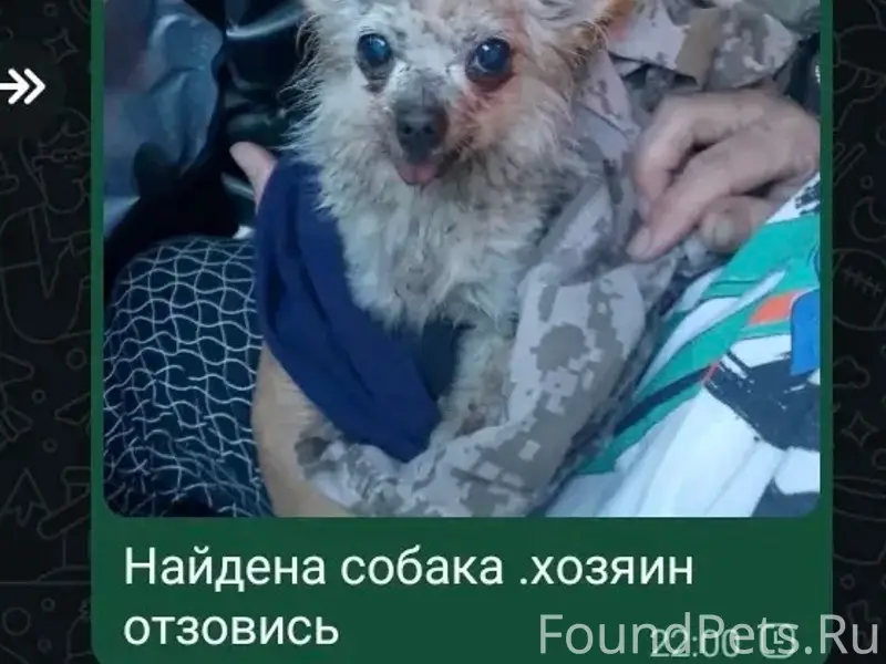 Найден тип собака, Бессергеновка
