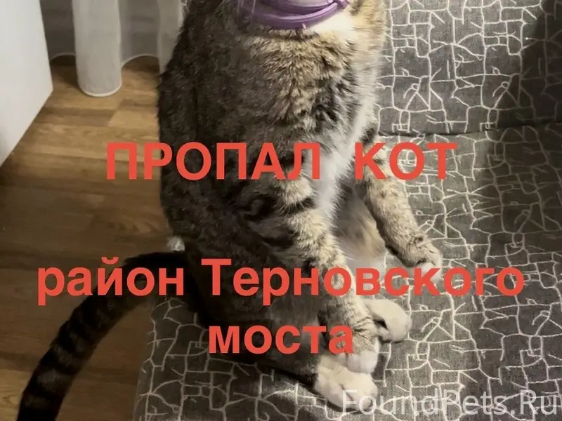 Пропал вислоухий кот, Волжская, Мебельная, Осоавиахимовская