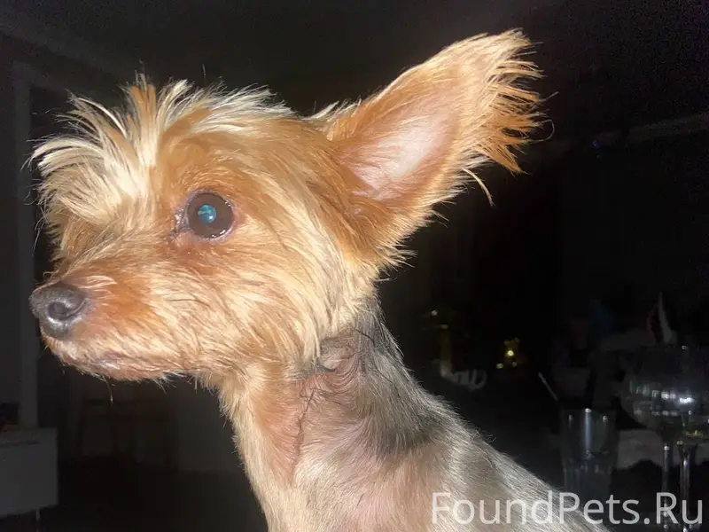 Пропала собака, частный сектор, Ул. Кирова