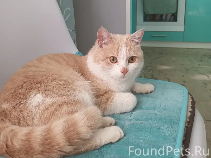 Найден кот, 3 разъезд
