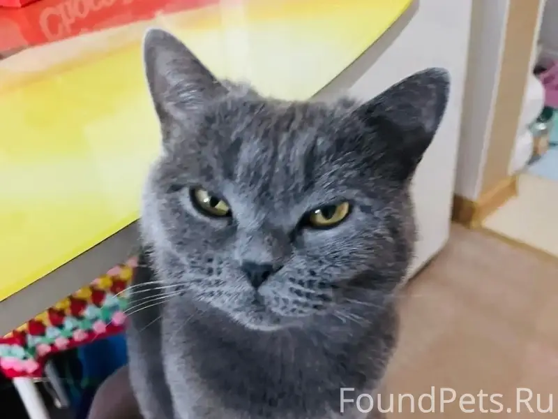 Найдена кошка Даша, Учительский сквер