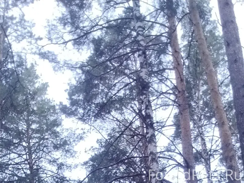 Пропала курцхаар Ада, район Афу