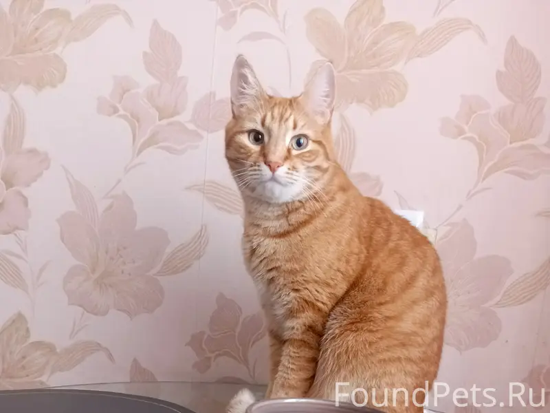 Пропал кот Сëма, улица Октябрьская 28