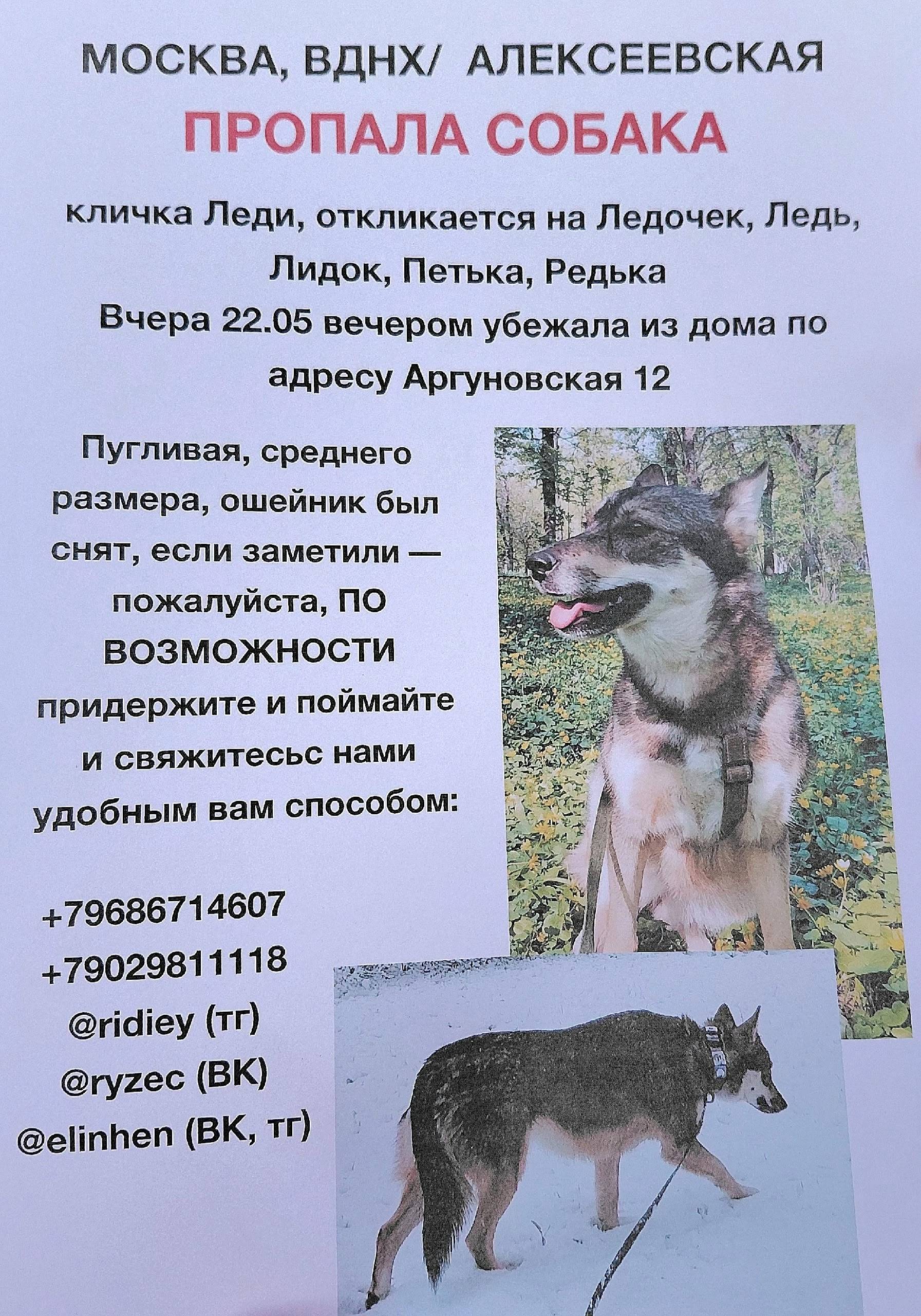 Пропала собака, Останкинский район