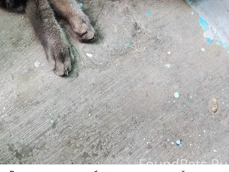 Найден кот, Октябрьский район
