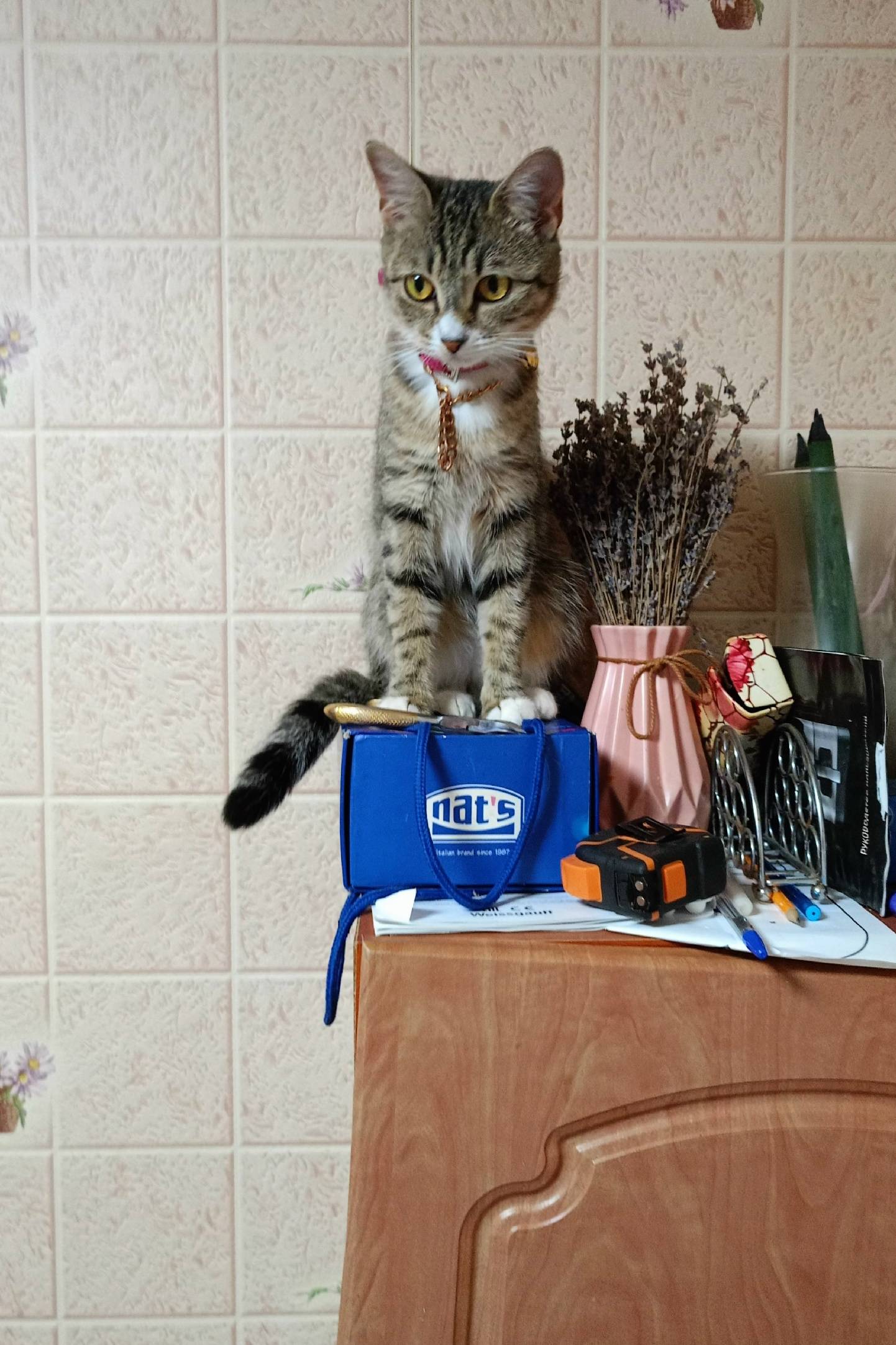 Пропала кошка Симба, улица Нахимова