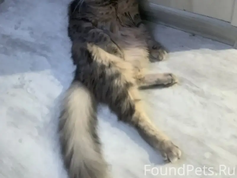 Пропала кошка Мася, 94 кв