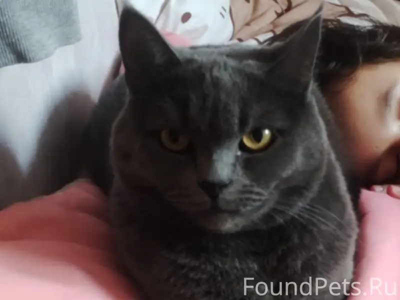 Пропала кошка, район Ставского, Садовой
