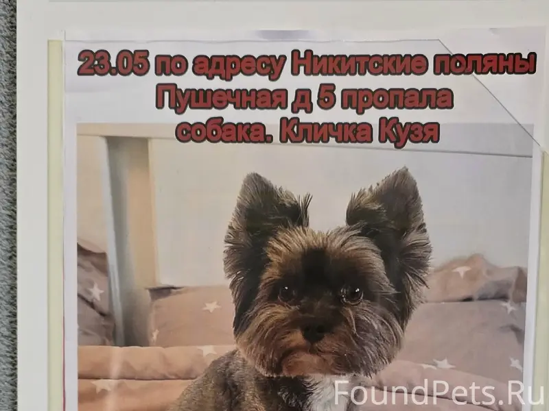 Пропала собака, Домодедово