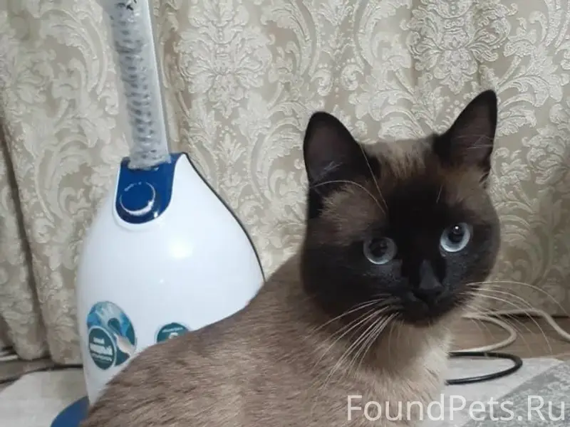 Пропал сиамский кот, район смарта