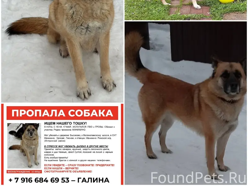 Пропал метис овчарки Тоша, Истринский район
