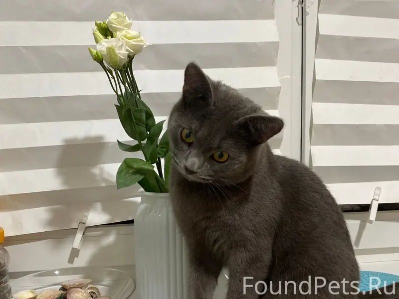 Пропал кот, Текстильщики