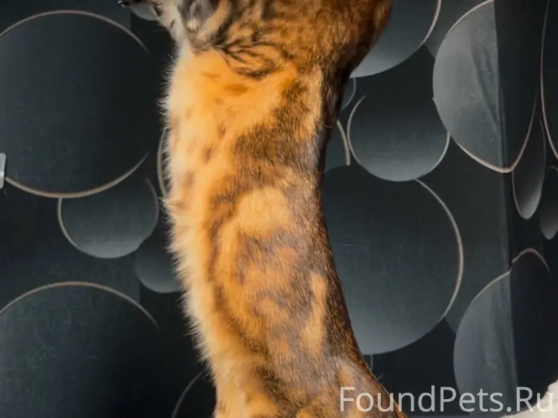 Пропала бенгальская кошка Даша, Королёва, 26