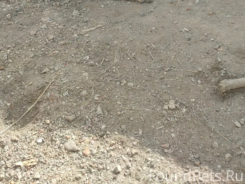 Пропала овчарка