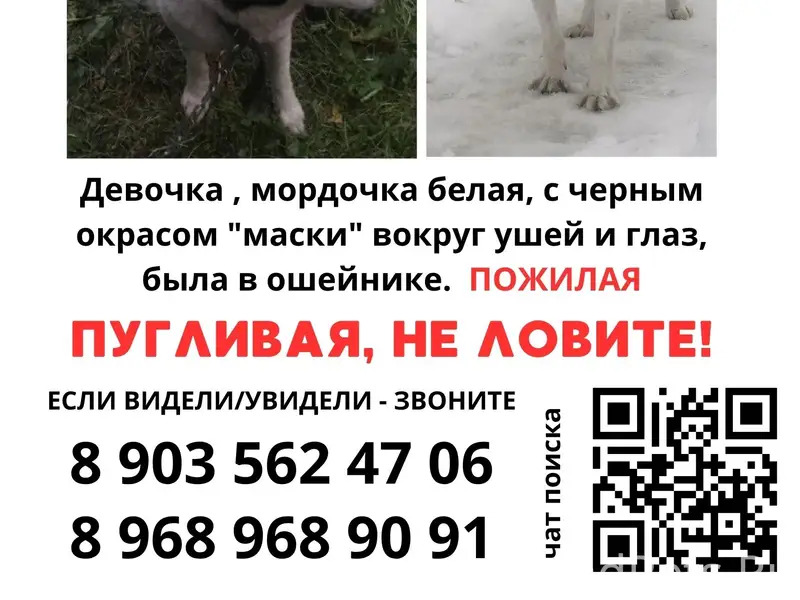 Пропала собака Буся, Москва