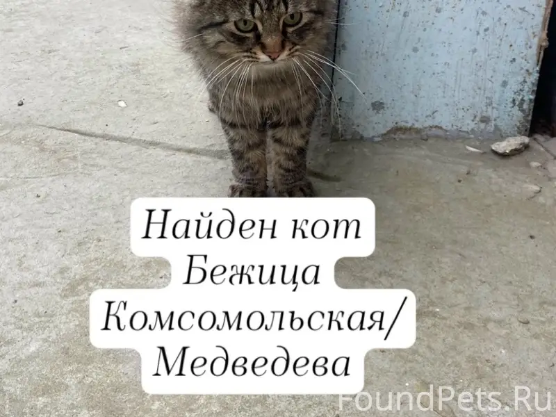 Найдена кошка, Бежицкий район