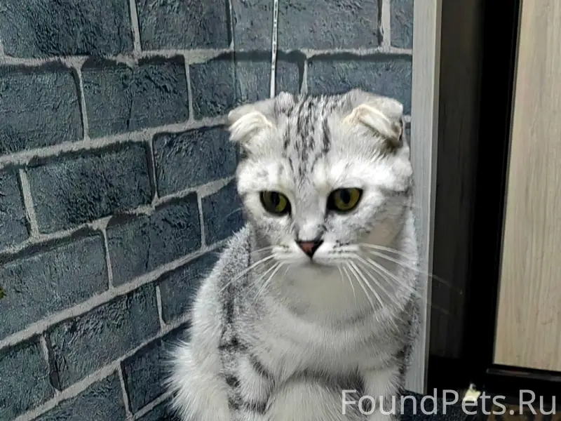 Пропала кошка, Засосна