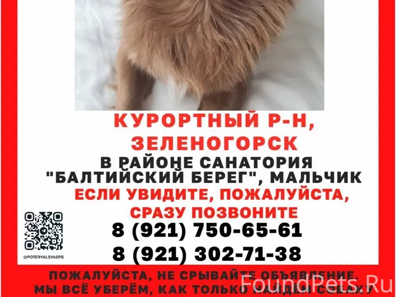 Пропал чихуахуа, Зеленогорск