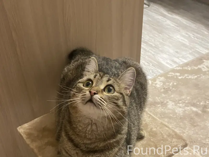 Пропала маленькая кошечка