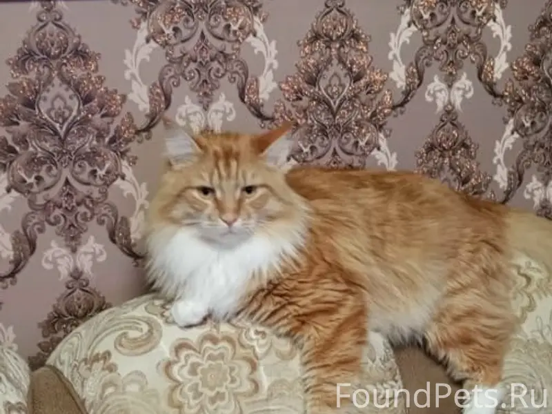 Пропал кот Персик