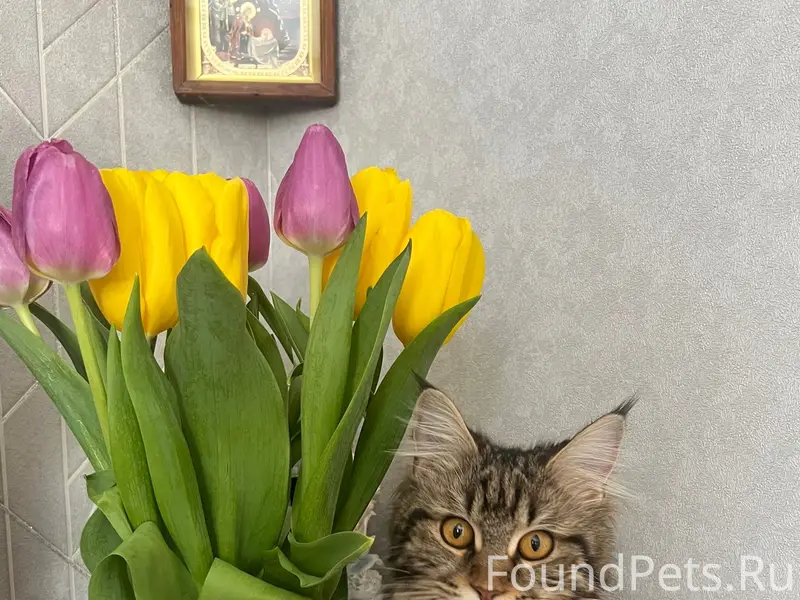 Пропала кошка Асти, Королева 38А